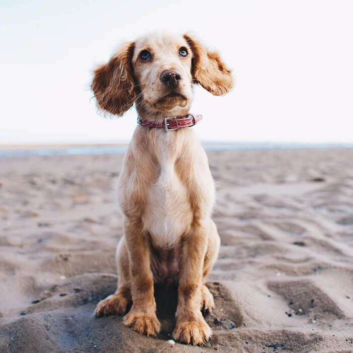 Cucciolo di cane in spiaggia